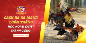 39 cach da ga mang luon thang hoc hoi bi quyet thanh cong