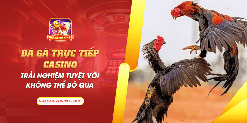 4 da ga truc tiep casino trai nghiem tuyet voi khong the bo qua