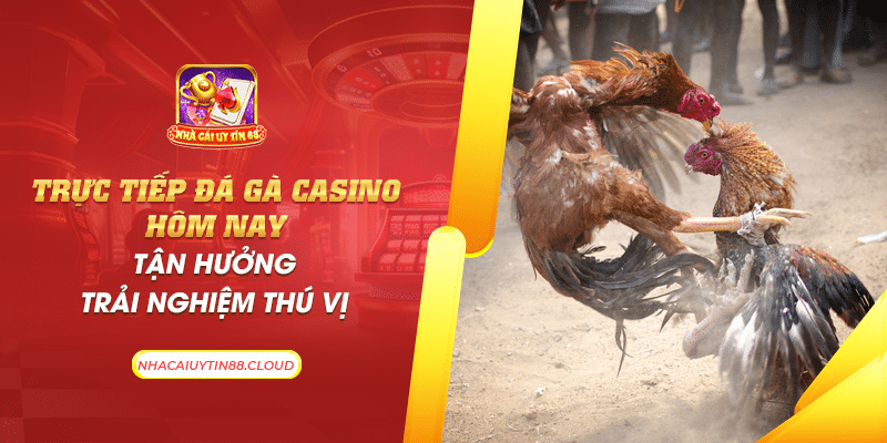 41 truc tiep da ga casino hom nay tan huong trai nghiem thu vi