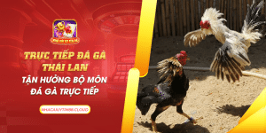 42 truc tiep da ga thai lan tan huong bo mon da ga truc tiep