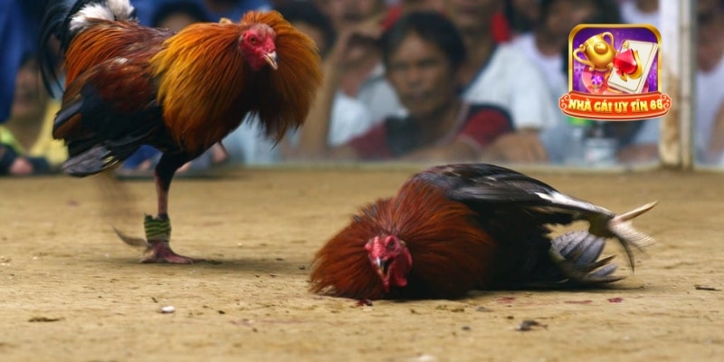 Đá gà trực tiếp 247