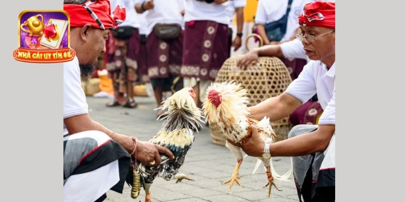Trực tiếp đá gà casino hôm nay