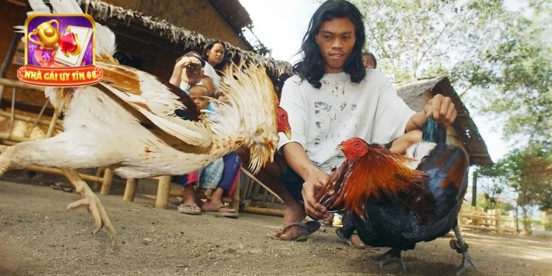 Trực tiếp đá gà Thái Lan