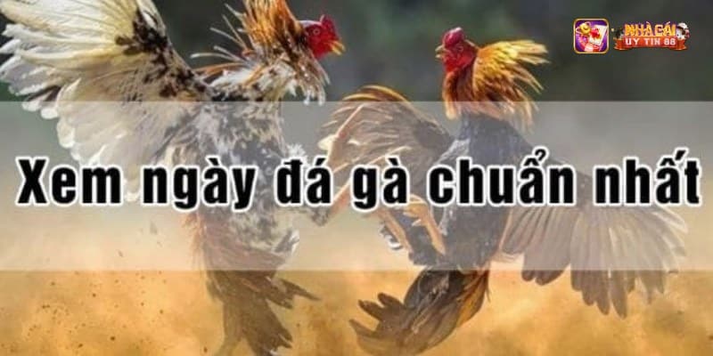 Các yếu tố ảnh hưởng đến xem ngày gà đá