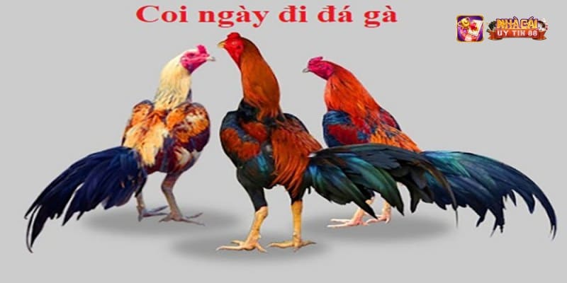 Bí kíp xem ngày gà đá cho người mới bắt đầu