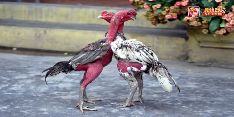 Giới thiệu cách nhận biết gà đá hay qua ngoại hình và thể trạng gà