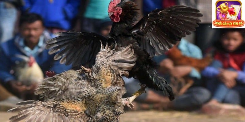 Lưu ý khi xem đá gà có bình luận là gì?