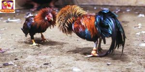 Kinh nghiệm thắng lớn khi cá cược đá gà