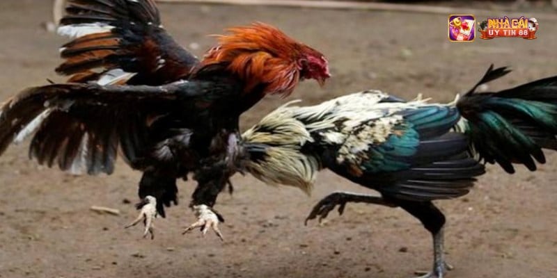 Tìm hiểu về trường gà Thomo ở đâu?